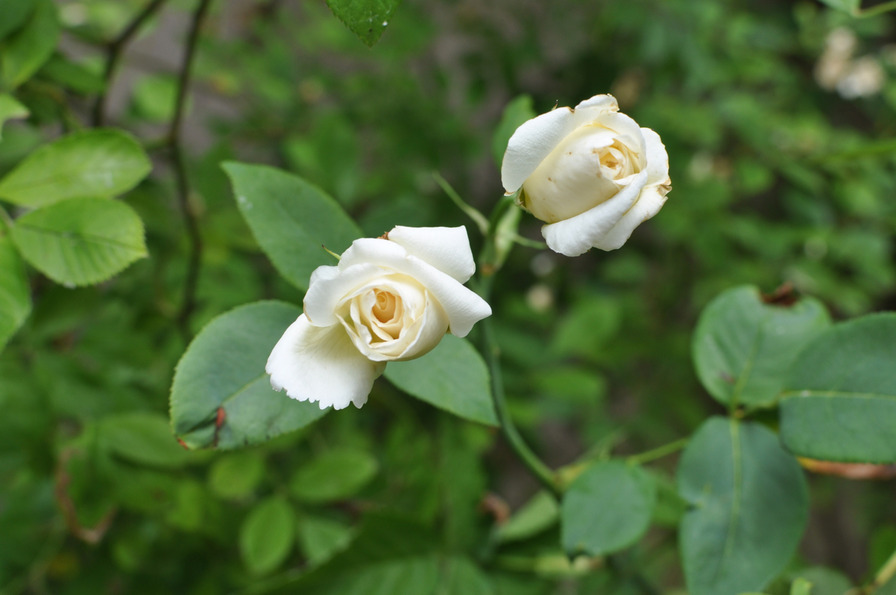 'Kaiserin Auguste Viktoria' rose photo