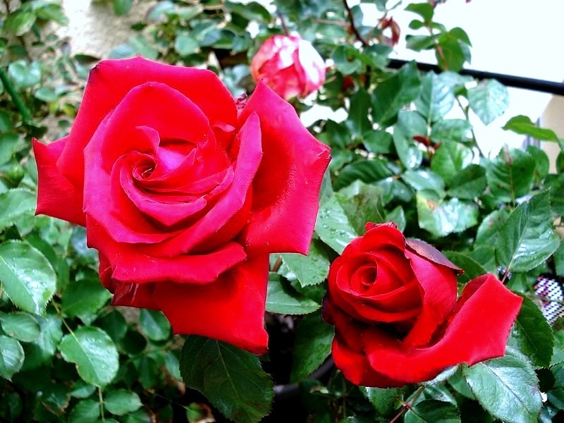 'Grande Amore ® (hybrid tea, Kordes, 1995/2004)' rose photo