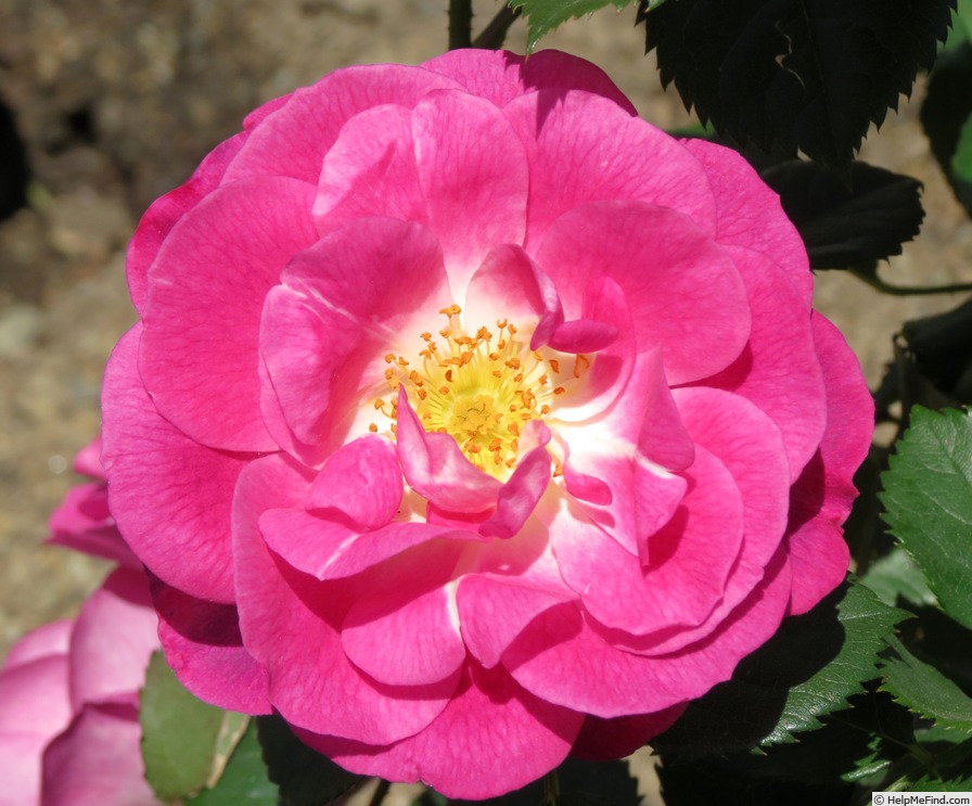 'Easy To Please' rose photo