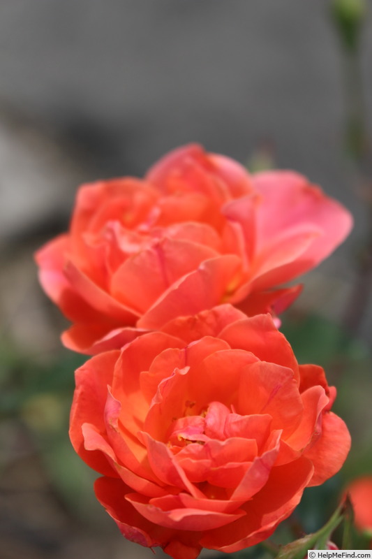 'Carefree Celebration' rose photo