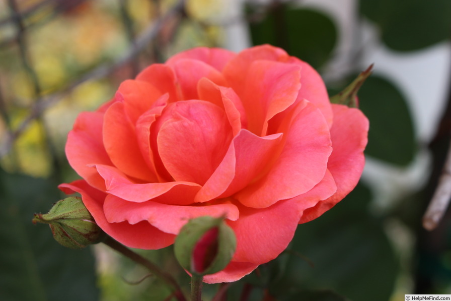 'Carefree Celebration' rose photo
