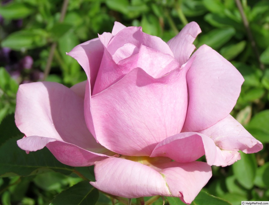 'Love Song (floribunda, Carruth 2011)' rose photo