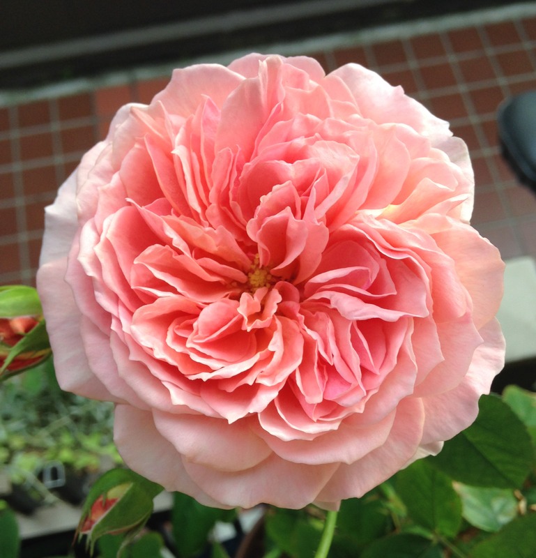 'Kaorikazari' rose photo
