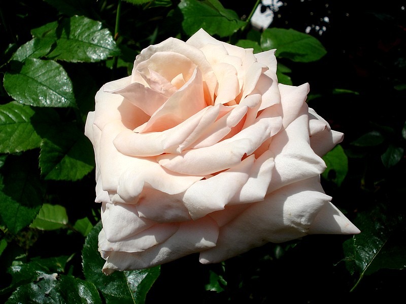 'Paul Ricard ®' rose photo