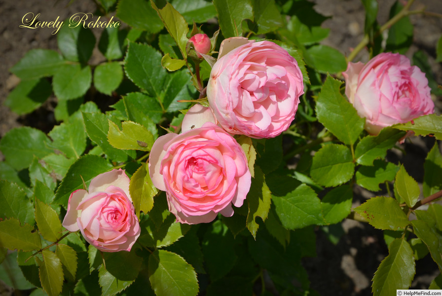 'Lovely Rokoko ®' rose photo