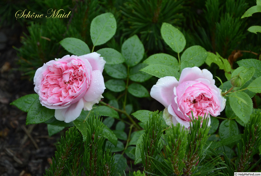 'Schöne Maid ®' rose photo