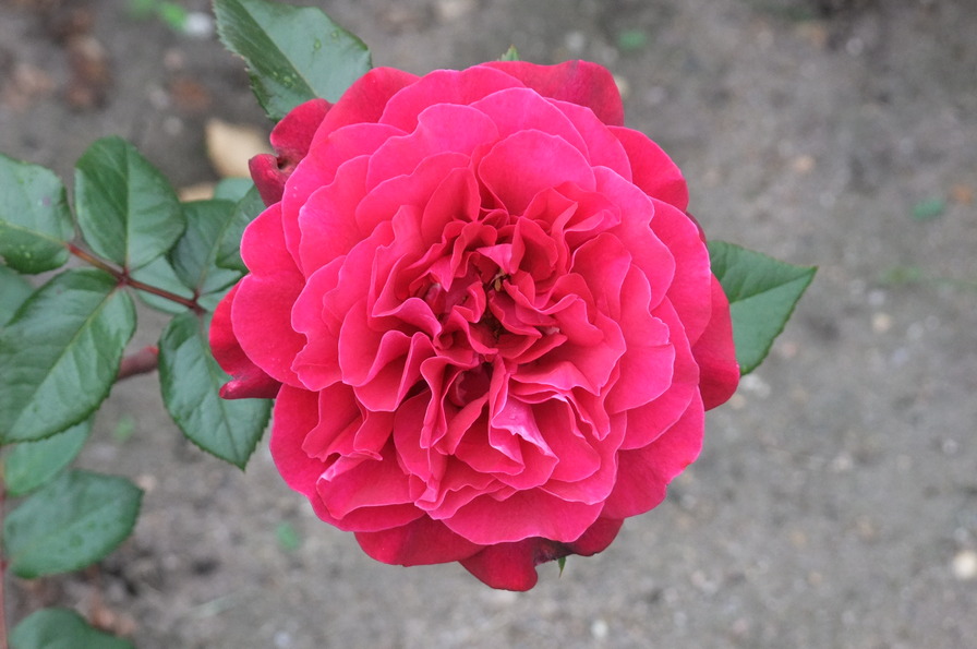 'Bellevue ® (hybrid tea, Kordes 2006)' rose photo