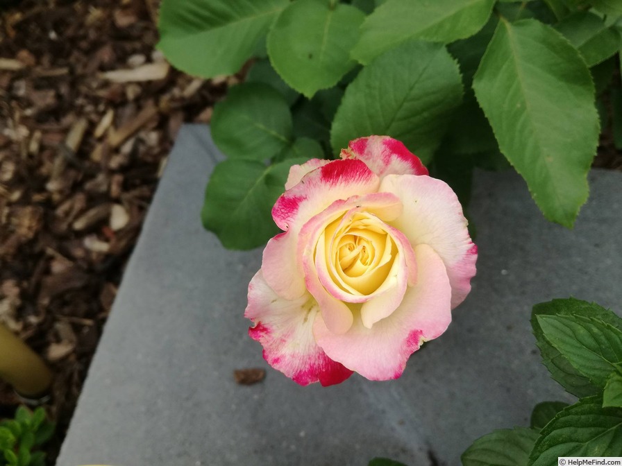 'Double Delight ®' rose photo