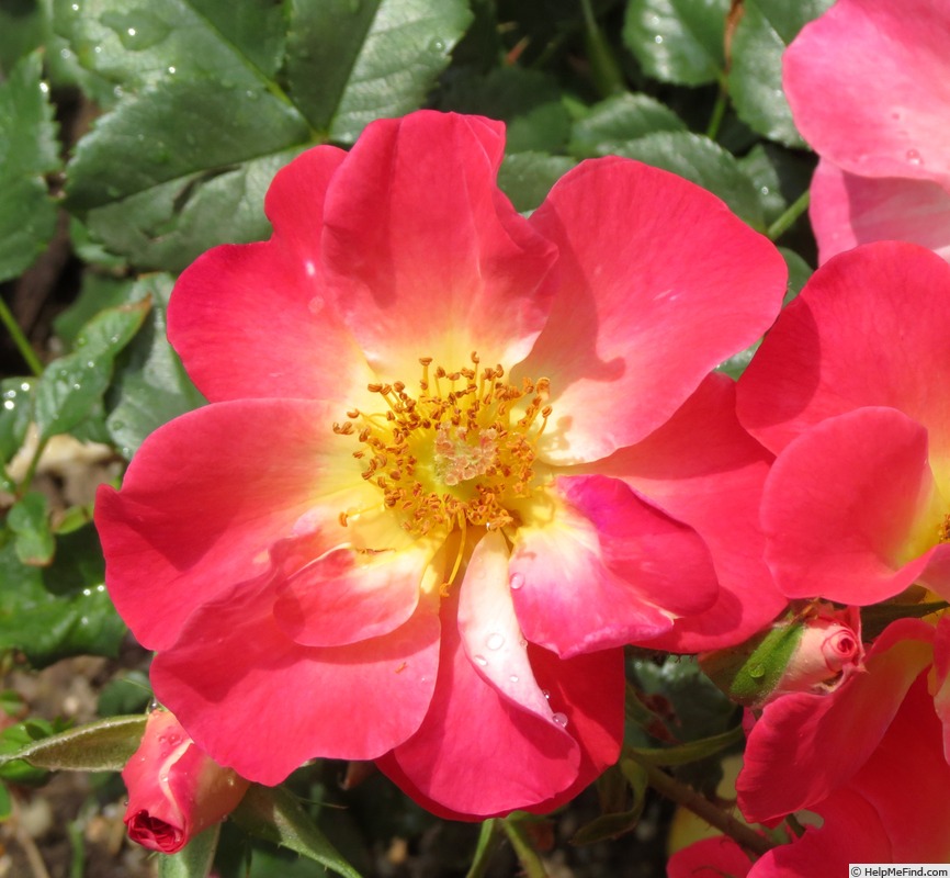 'Yabba Dabba Doo (shrub, Bedard before 2009)' rose photo