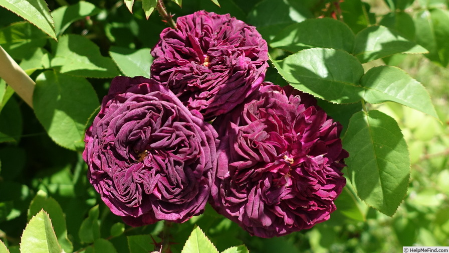 'Mortalisatis ®' rose photo