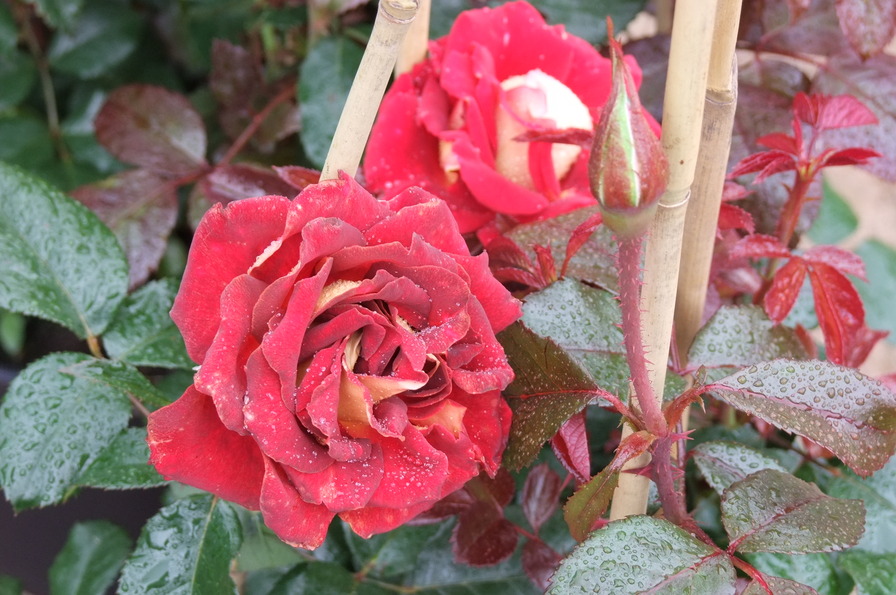 'Vitalrose Glamour ®' rose photo
