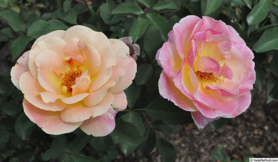 'Ashtongold' rose photo