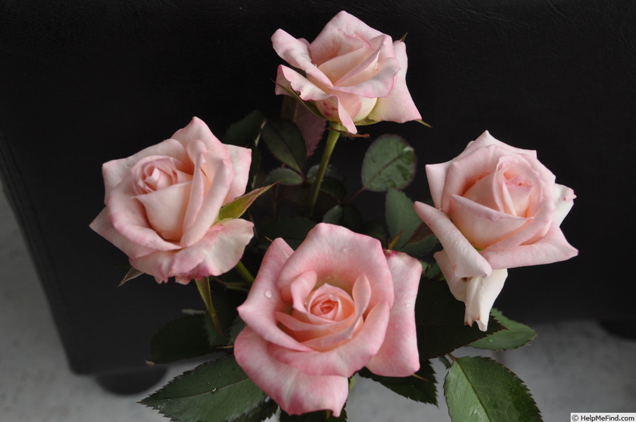 'Class' rose photo
