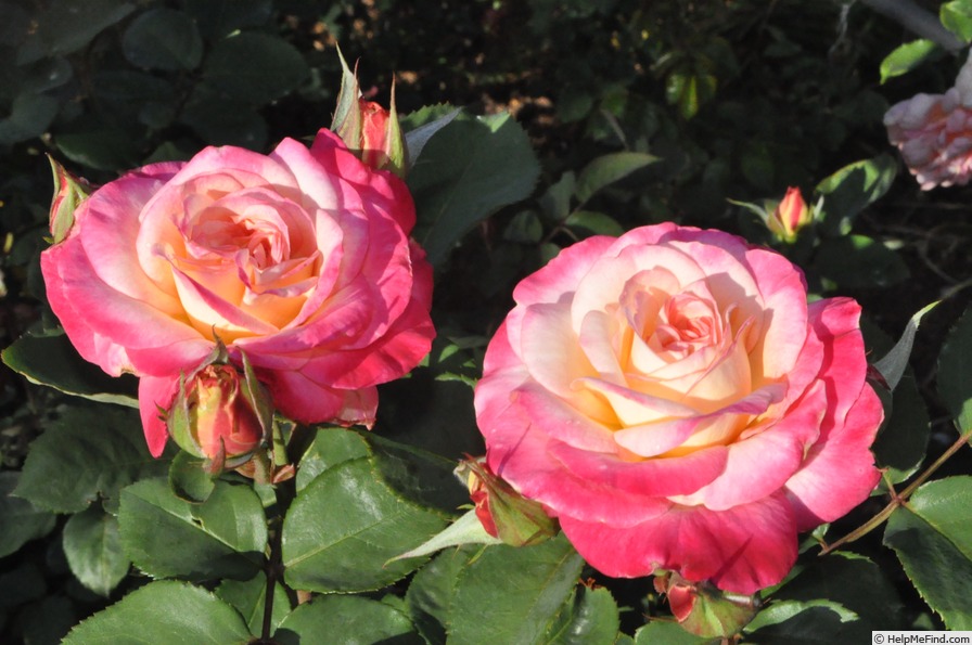 'WALtaiwan' rose photo