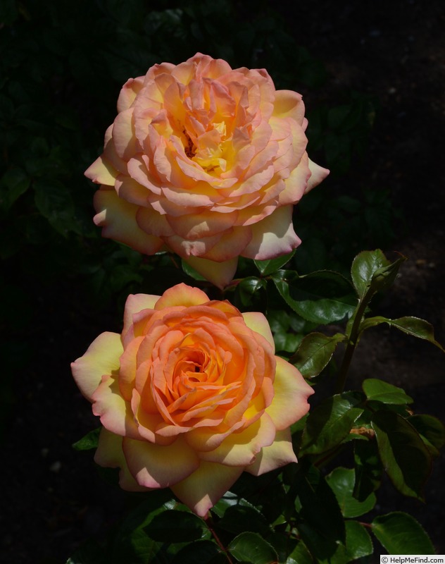 'Centennial Star' rose photo