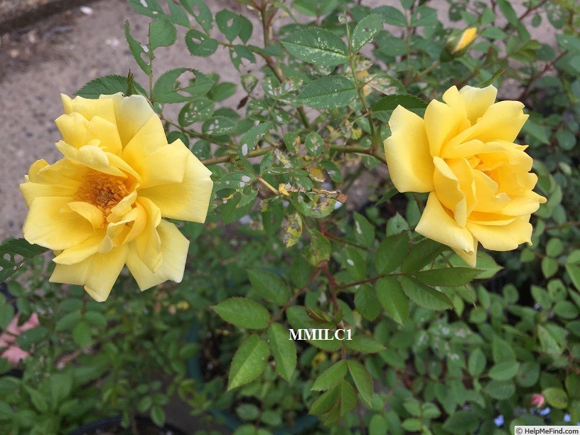 'MMILC1' rose photo