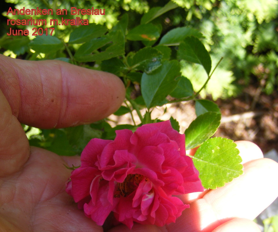 'Andenken an Breslau' rose photo