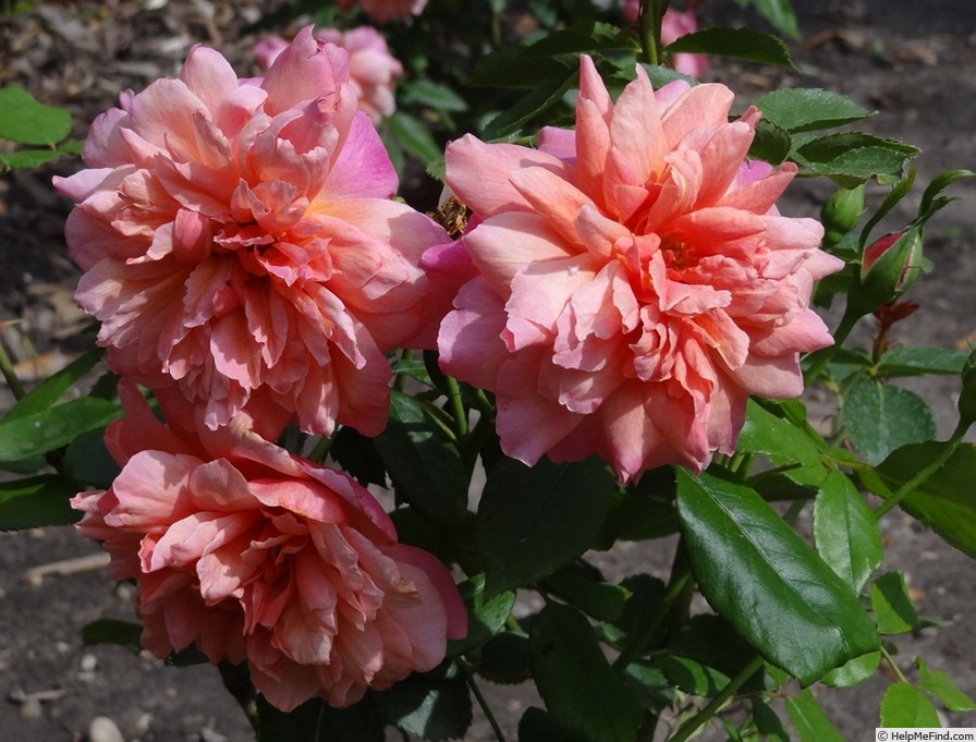 'Pozsony' rose photo