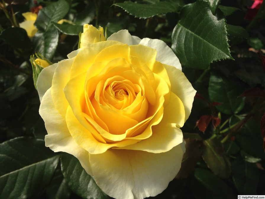 'Garden Sunshine' rose photo