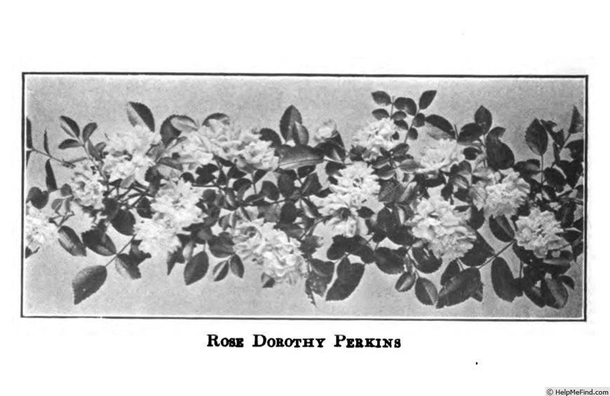 'Dorothy Perkins' rose photo