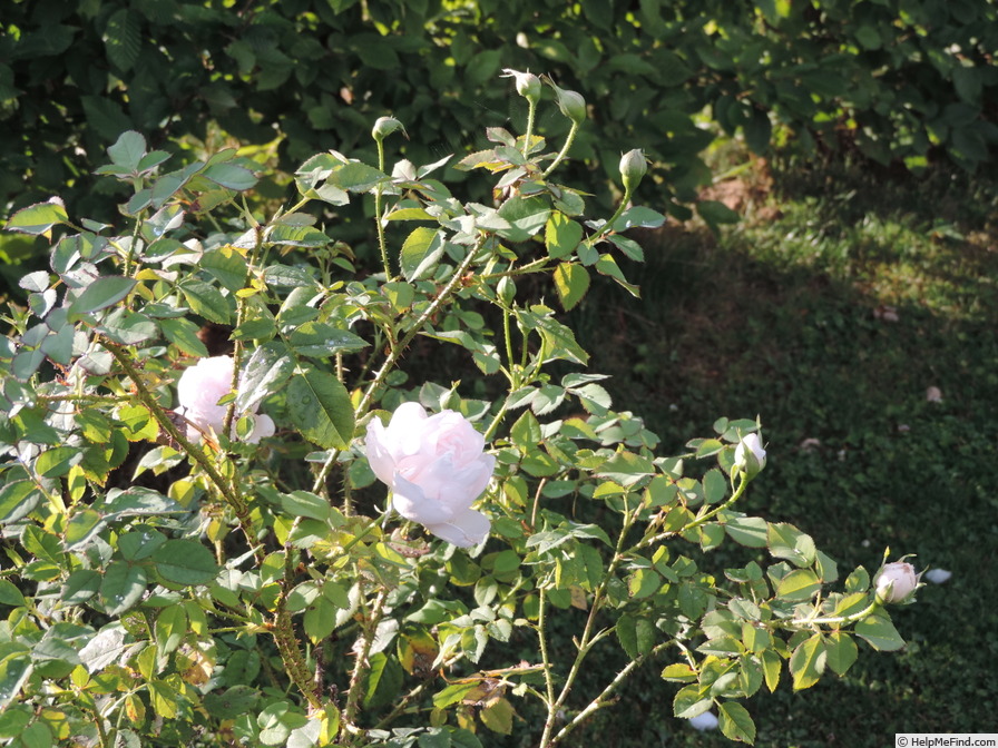 'Lochinvar' rose photo