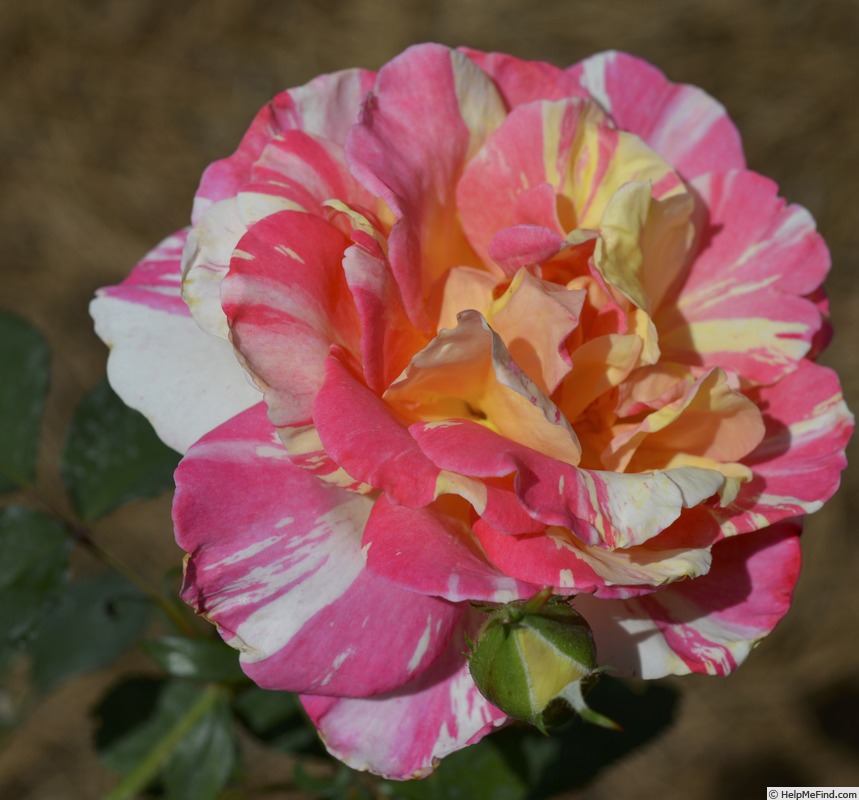 'Citrus Carrousel' rose photo