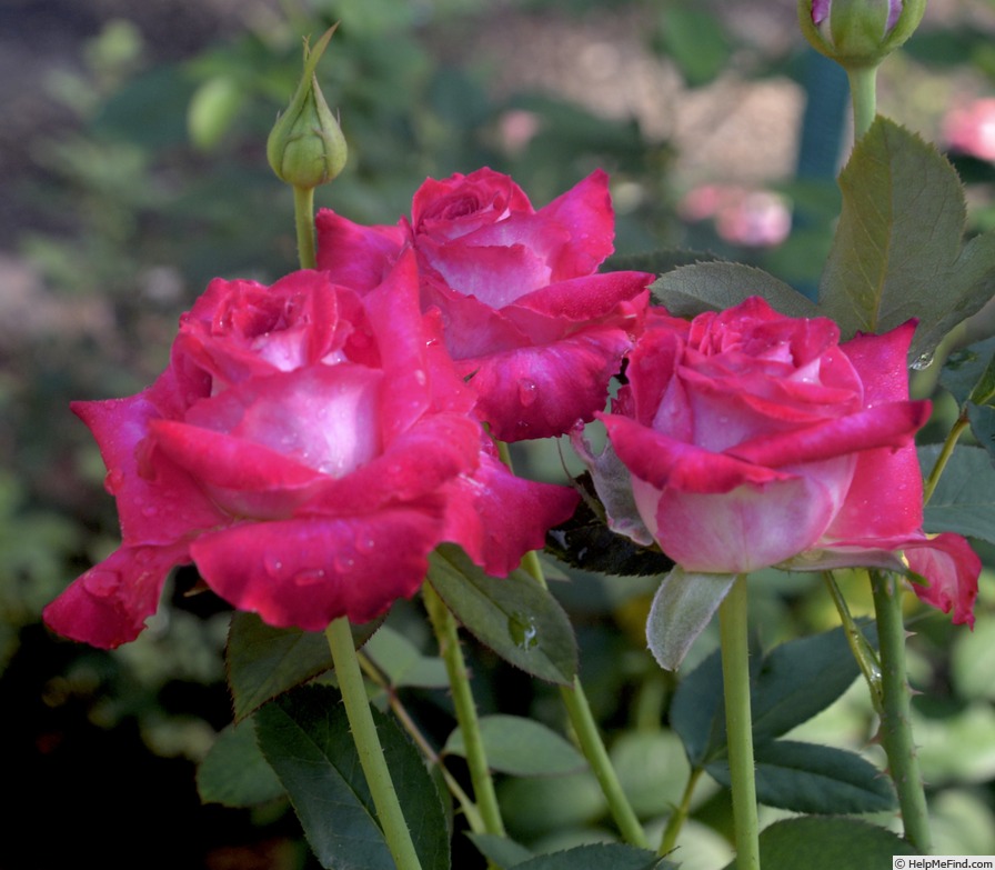 'Nottingham Lady' rose photo