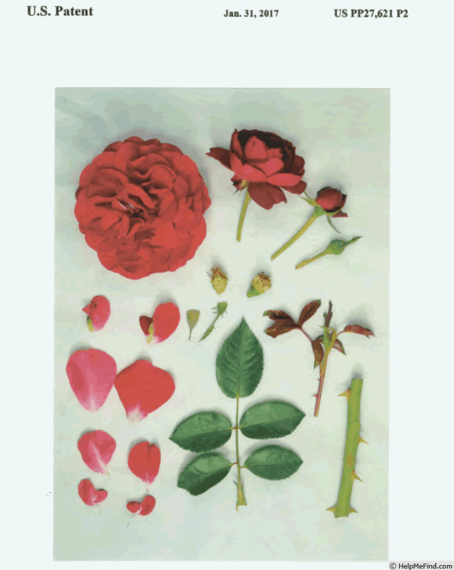 'KORelamba' rose photo