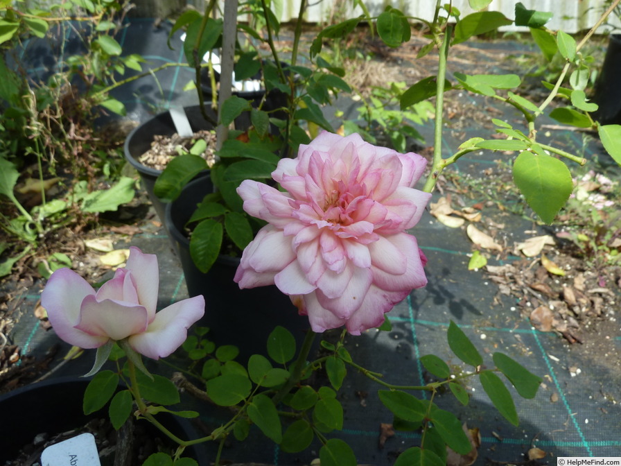 'Souvenir du rosiériste Rambaux' rose photo