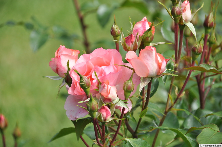 'Aromatherapy ™' rose photo