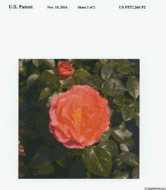 'Hornimrod' rose photo