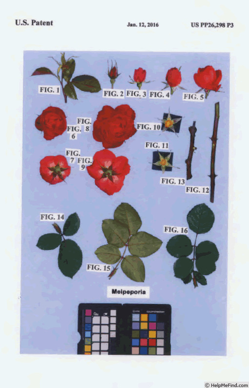 'MEIpeporia' rose photo