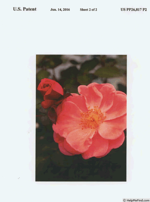 'CHEwallbell' rose photo