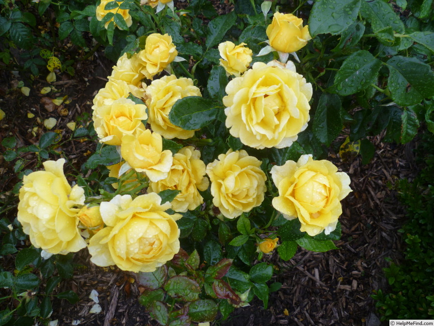 'Golden Smiles' rose photo