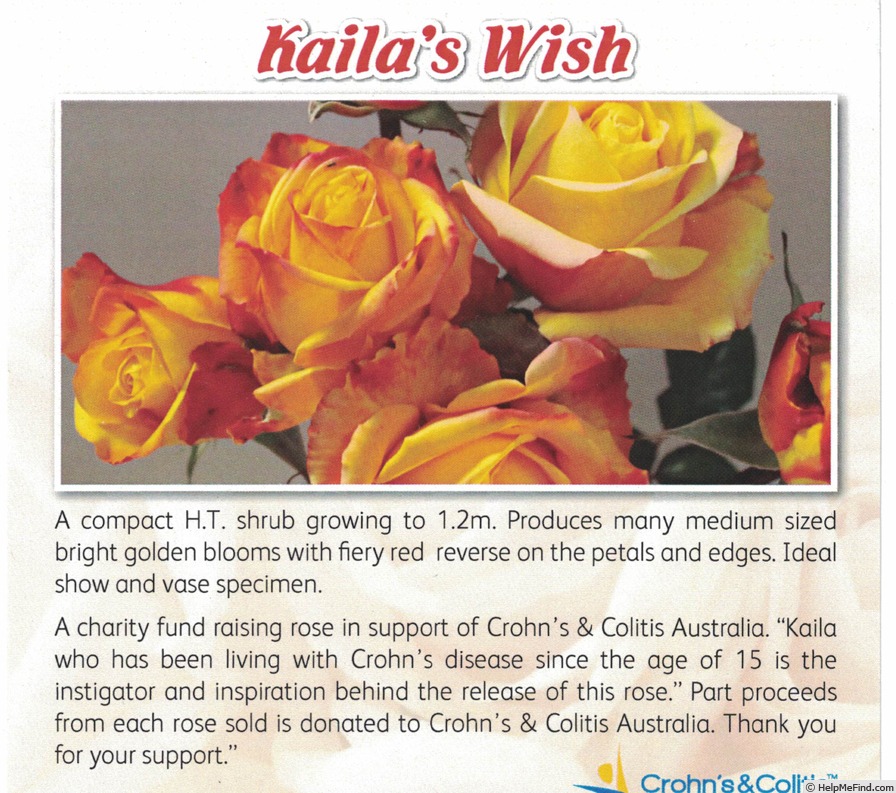 'Kaila's Wish' rose photo