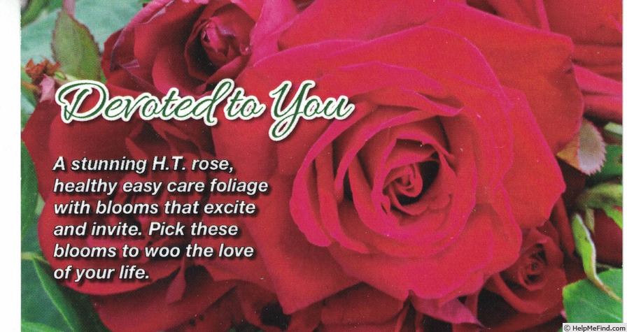'Devoted To You' rose photo