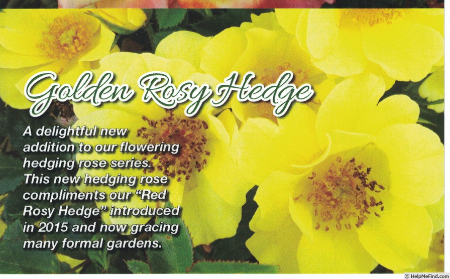 'Golden Rosy Hedge' rose photo