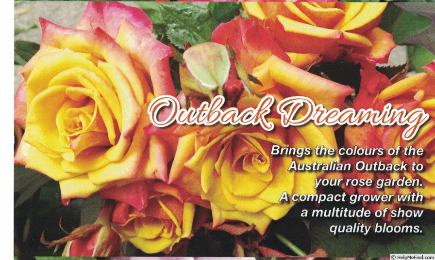 'Outback Dreaming' rose photo