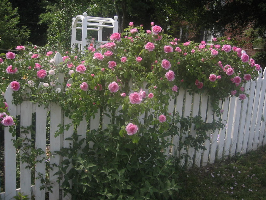 'Long Ago Roses'  photo