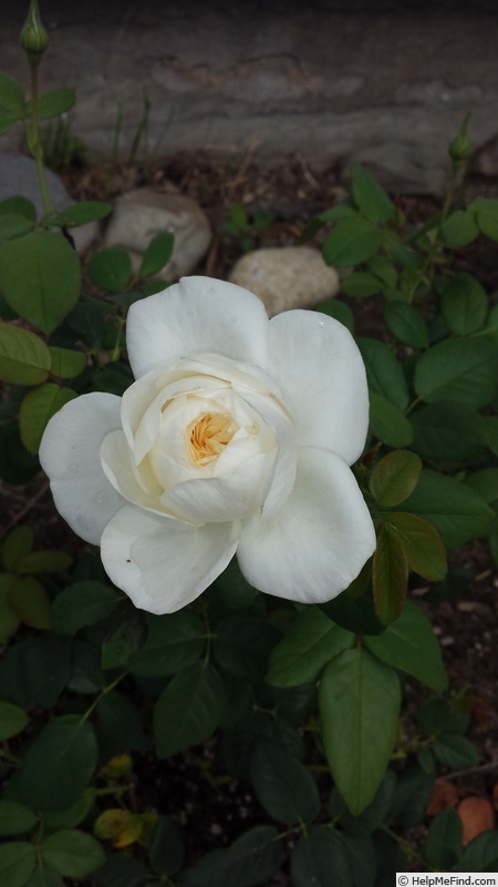 'White Heritage' rose photo
