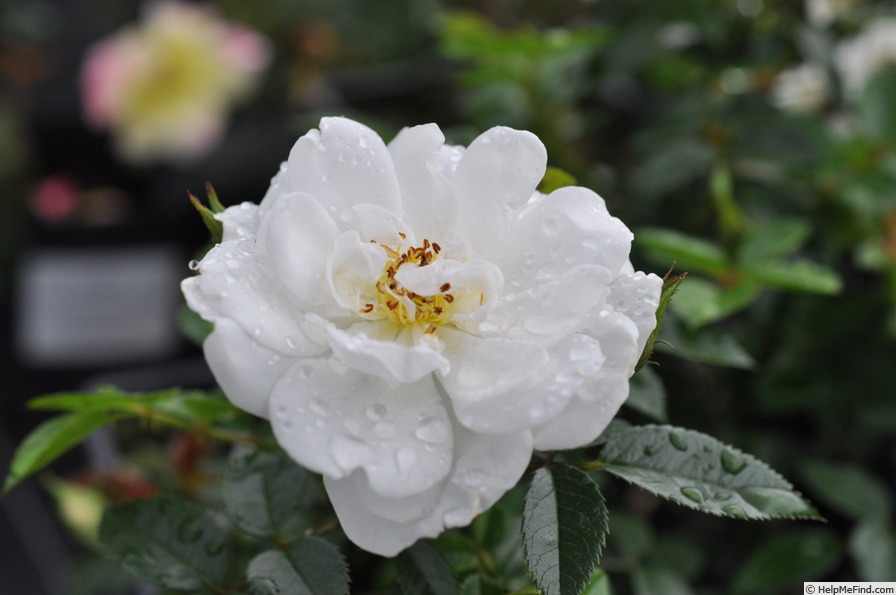 'Bienenweide Weiss ®' rose photo