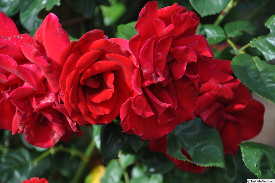 'Dublin Bay' rose photo