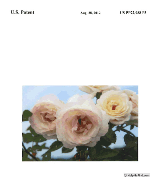 'RADfragwhite' rose photo