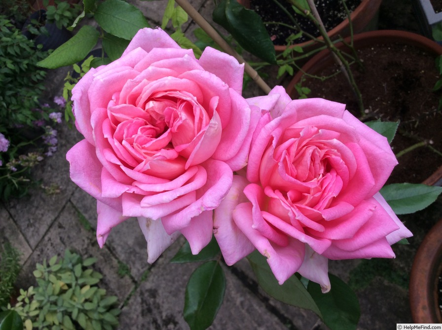 'Grace de Mónaco' rose photo