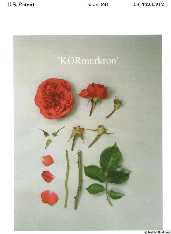 'KORmarkron' rose photo