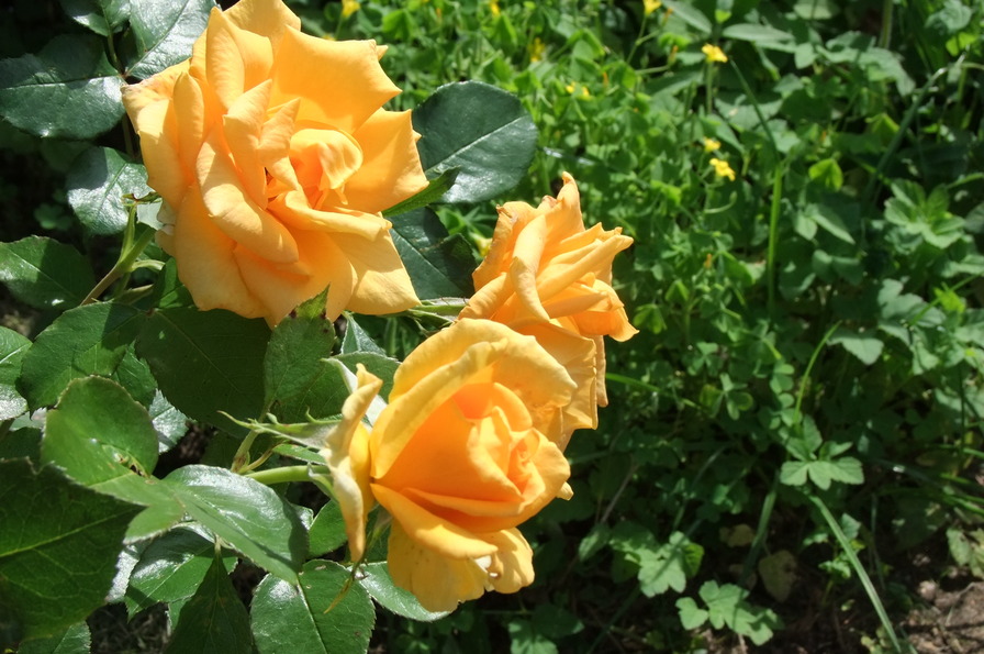 'Golden Monica ®' rose photo