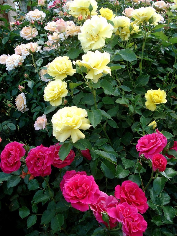 'Madame Fernandel ®' rose photo