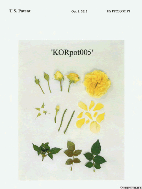 'KORpot005' rose photo