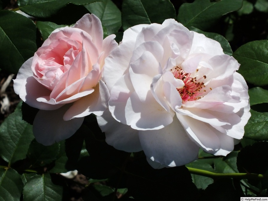 'Adorabelle' rose photo