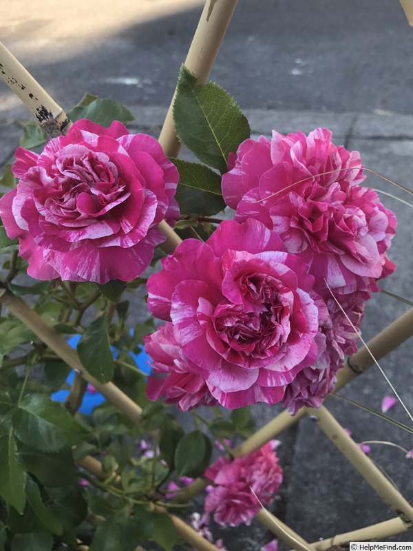 'Raspberry Cream Twirl' rose photo